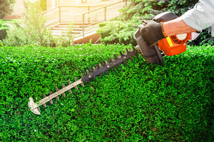 man cutting hedges